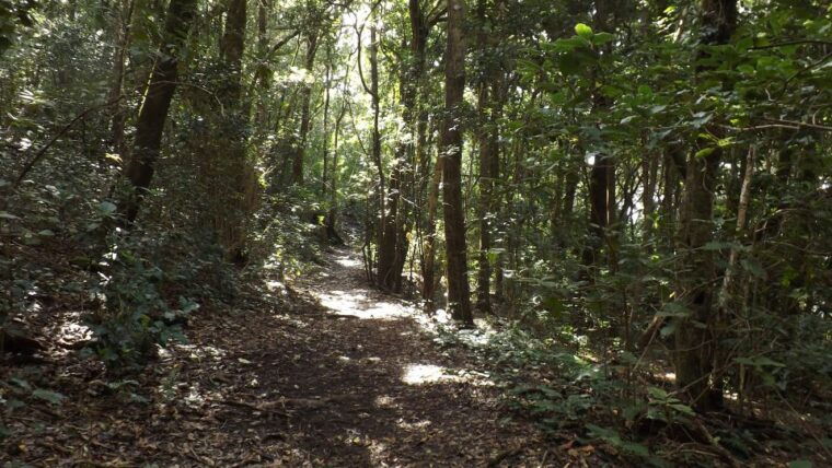 santa-cruz-de-tenerife-2-hour-hiking-tour-in-anaga-forest