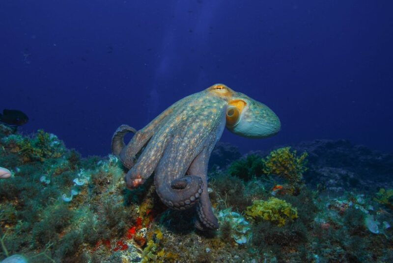 santa-cruz-de-tenerife-padi-introductory-dive
