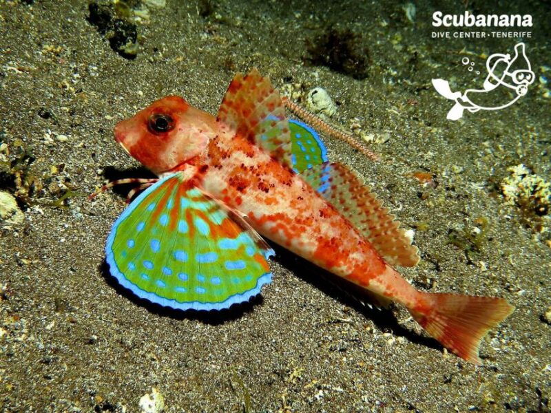 santa-cruz-de-tenerife-padi-introductory-dive