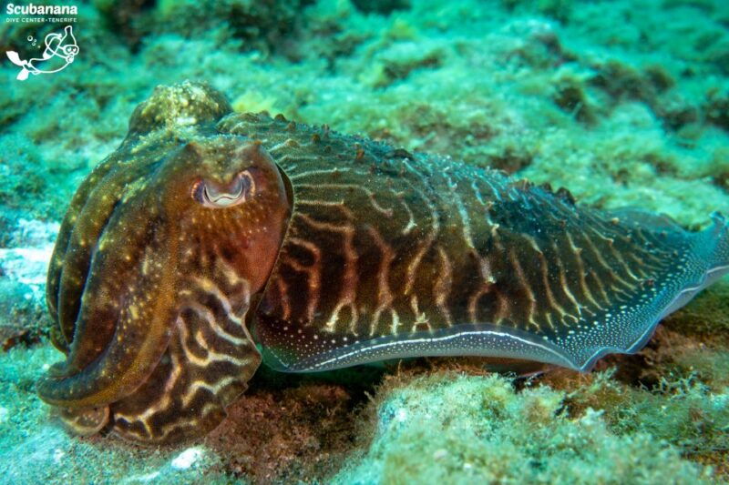 santa-cruz-de-tenerife-padi-introductory-dive