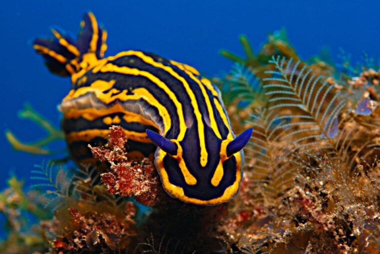 santa-cruz-de-tenerife-padi-introductory-dive