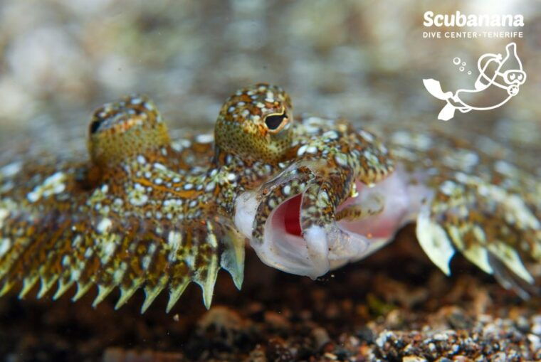 santa-cruz-de-tenerife-padi-introductory-dive