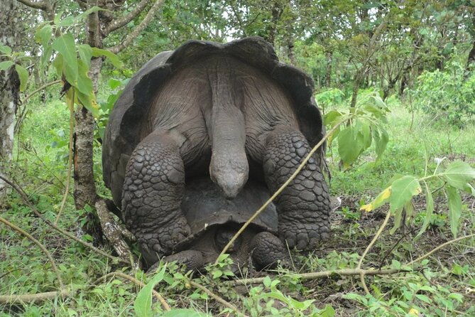 santa-cruz-highland-tour-giant-tortoises-lava-tunnel-gemelos