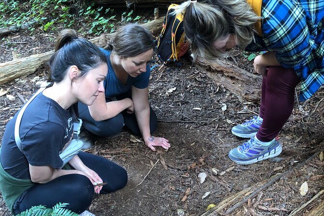 santa-cruz-redwoods-forest-therapy