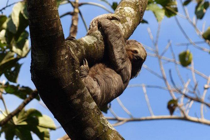 santa-cruz-sloth-and-wildlife-tour