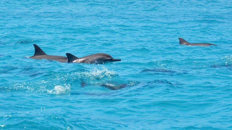 santa-eulalia-jet-ski-tour-with-optional-dolphin-searching