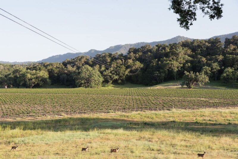 santa-margarita-zipline-adventure-with-6-different-ziplines