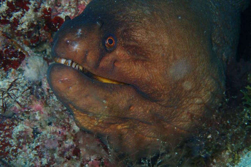 Santa Maria: Advance Open Water Diver - PADI or SSI Course - Discovering Santa Maria’s Underwater World