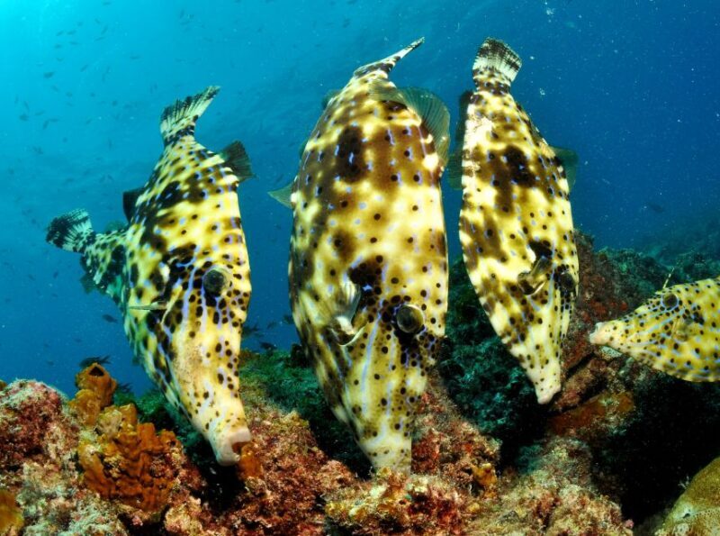 Santa Maria: Discover Scuba Diving - The Marine Environment and Wildlife