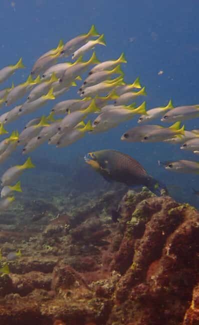Santa Maria: Guided Snorkeling Shipwreck and Reef Tour - Santa Maria: Guided Snorkeling Shipwreck and Reef Tour