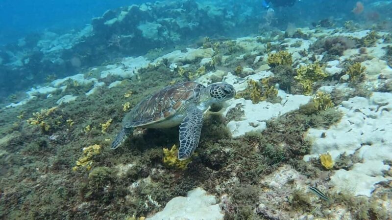 Santa Maria: Guided Snorkeling Shipwreck and Reef Tour - Who Should Book This Tour?