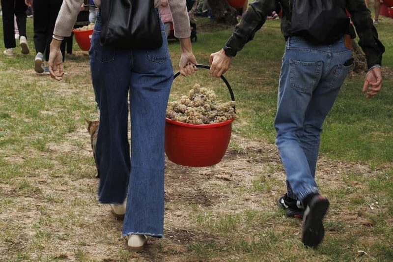Santa Maria Imbaro: Grape Harvest with Pressing + Picnic among olive trees and vineyards - A Closer Look at the Experience