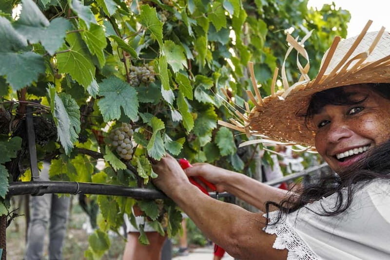 Santa Maria Imbaro: Grape Harvest with Pressing + Picnic among olive trees and vineyards - Practical Tips for Visitors