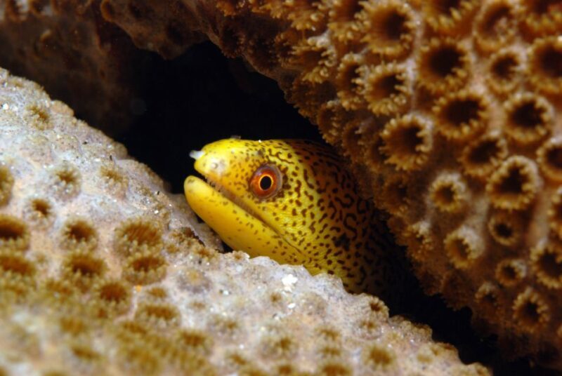 Santa Maria: Review Diving Course with 2 Guided Dives - Key Points