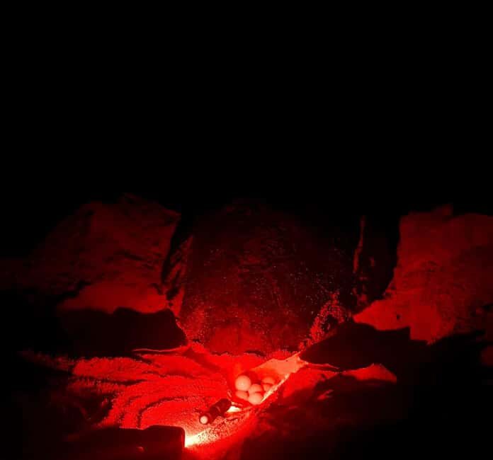 Santa Maria: Sal Island Sea Turtle Watching Experience - Key Points