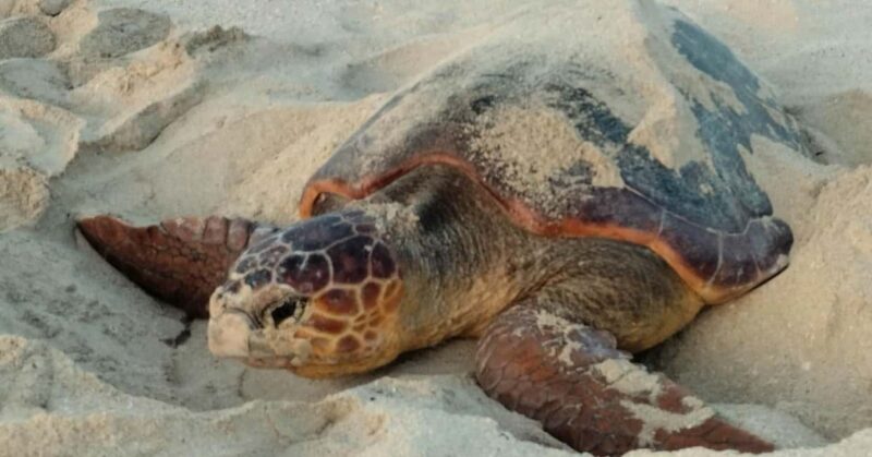 Santa Maria: Sal Island Sea Turtle Watching Experience - What to Expect from the Santa Maria Sea Turtle Watching Tour