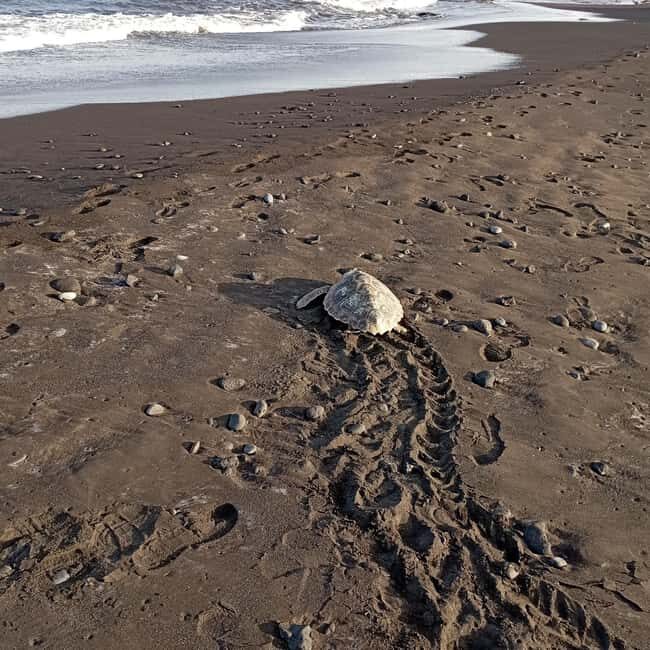 Santa Maria: Sal Island Sea Turtle Watching Experience - The Experience’s Pros and Cons