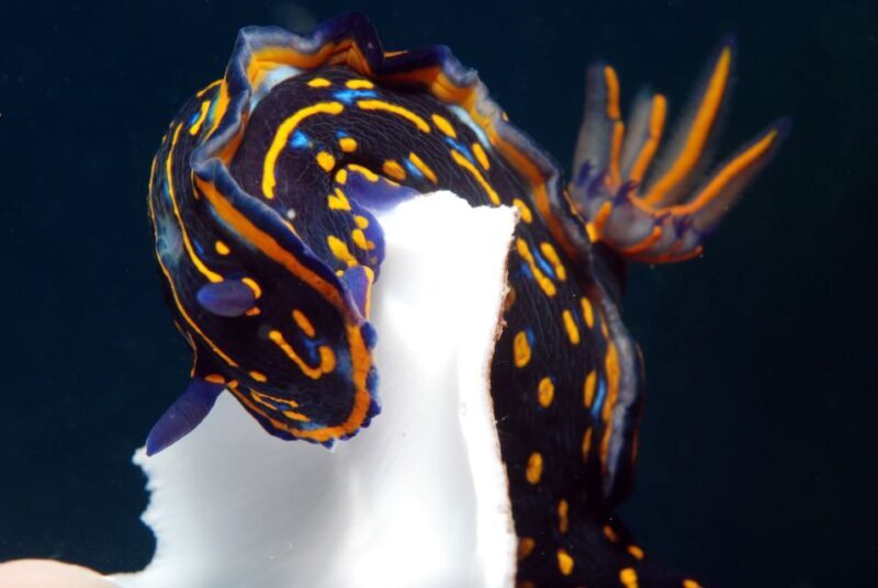 Santa Maria: Scuba Diving Package with 3 Dives - Why This Tour Will Appeal to You