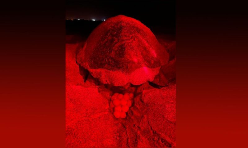 Santa Maria: Sea Turtle Watching Experience on Sal Island - Key Points