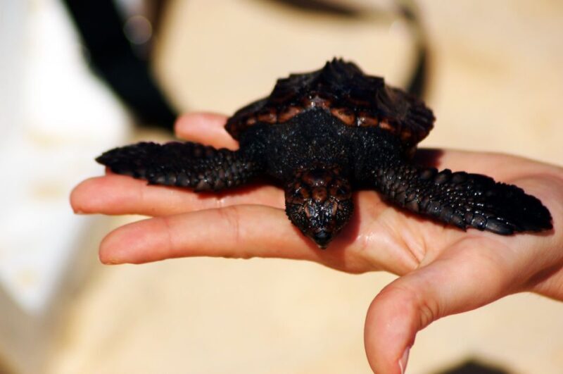 Santa Maria: Sea Turtle Watching Experience on Sal Island - An In-Depth Look at the Tour Experience