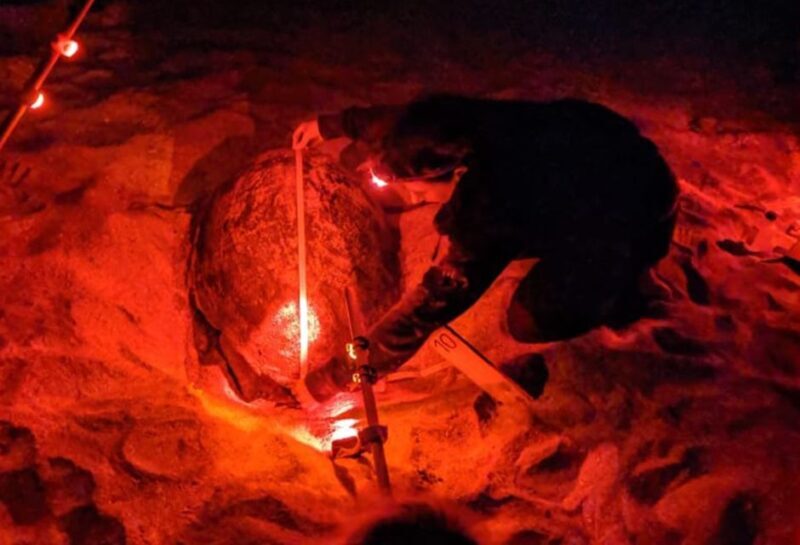 Santa Maria: Sea Turtle Watching Experience on Sal Island - Real-Life Insights from Reviewers