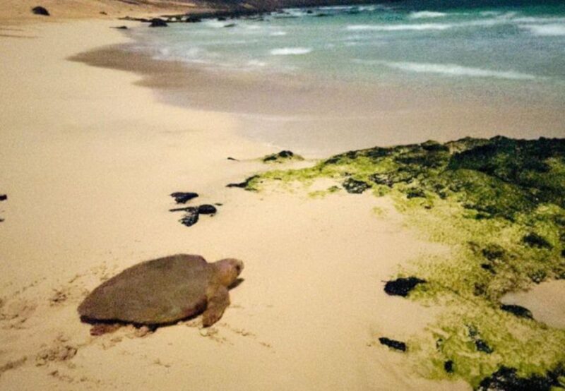 Santa Maria: Sea Turtle Watching Experience on Sal Island - FAQs