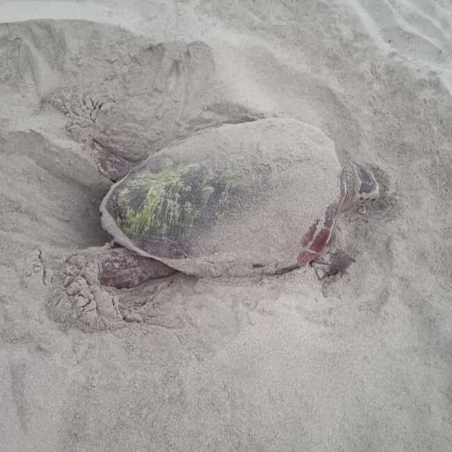 Santa Maria: Sea Turtle Watching Experience on Sal Island - What is the Santa Maria Sea Turtle Watching Experience?