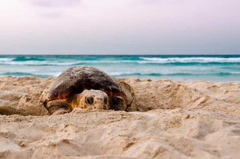 Santa Maria: Sea Turtle Watching Experience on Sal Island - The Journey and How It’s Organized