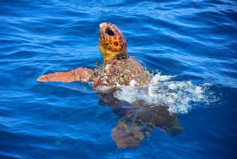 Santa Maria: Sea Turtle Watching Experience on Sal Island - Why This Tour Is Worth It