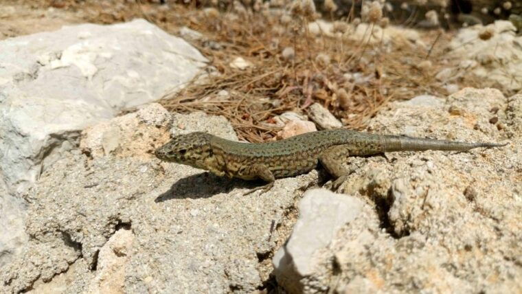 santa-ponta-peguera-dragonera-island-cruise-with-swim-stop