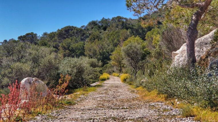 santa-ponta-peguera-dragonera-island-cruise-with-swim-stop