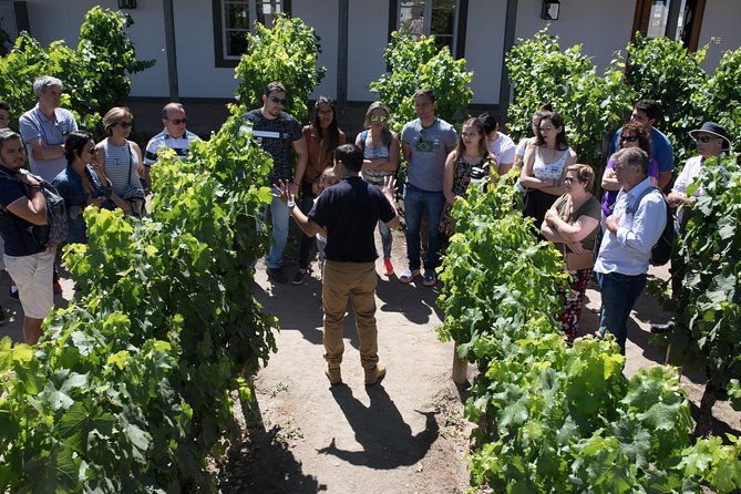 santa-rita-winery-selection-tour