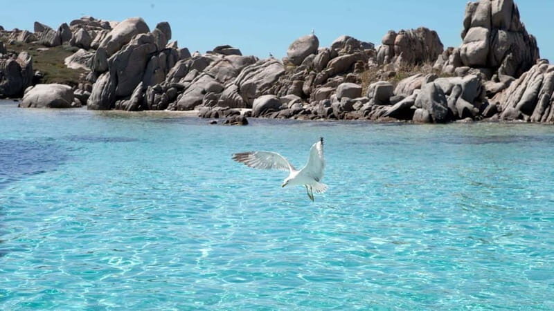 Santa Teresa: Speedboat tour around Lavezzi and Piana Island - Practical Details and What to Expect