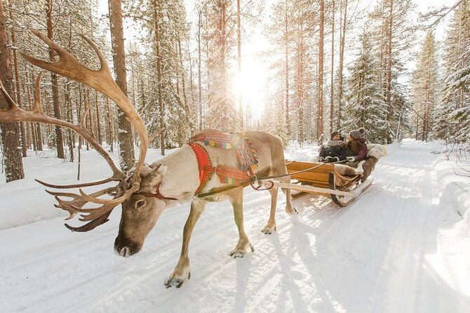 santas-reindeer-husky-safari-santas-pets-aurora-hunt