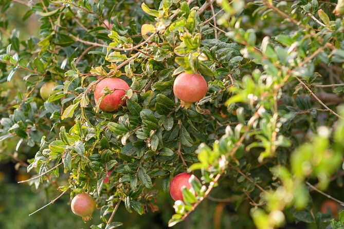 santorini-5-hour-private-oia-tour-lunch-dinner-at-a-local-farm