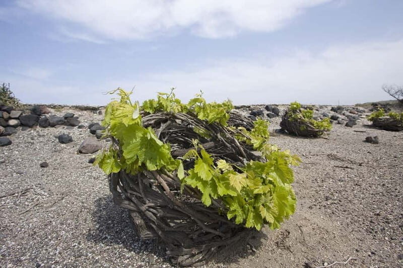 Santorini: Explore the Islands Beauty & Sunset Wine Tasting - Key Points