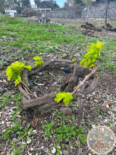 Santorini: Farm and Winery Guided Tour - Who Will Love This Tour?