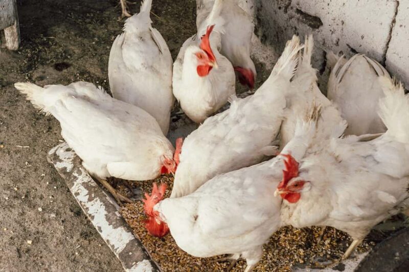Santorini: Farm to Table Food Tour Experience - Frequently Asked Questions