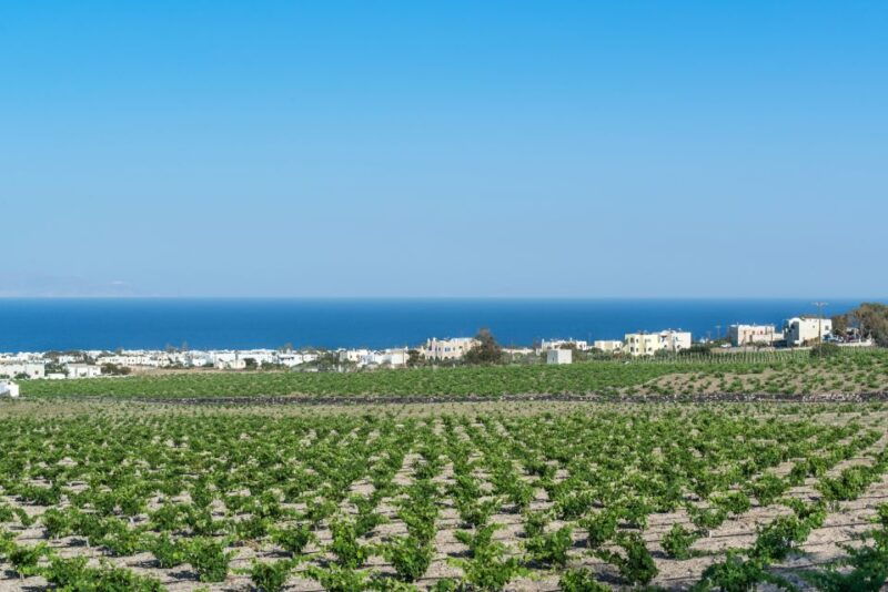 santorini-guided-wineries-private-tour-with-wine-tastings