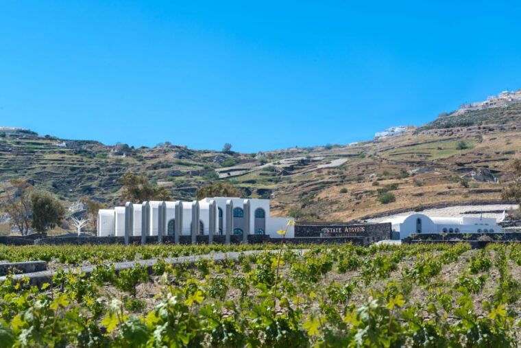 santorini-guided-wineries-private-tour-with-wine-tastings