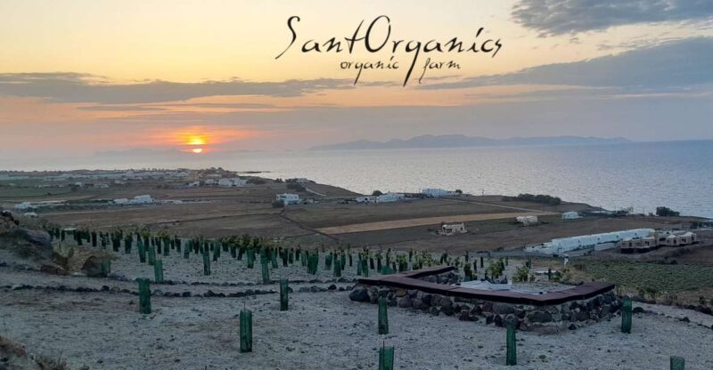 Santorini: Private Agri-Educational Visit to an Organic Farm - Practical Details and How to Make the Most of It