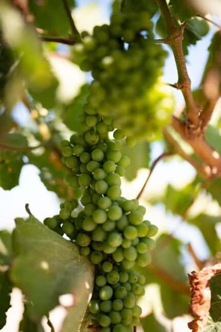 Santorini: Private Agri-Educational Visit to an Organic Farm - FAQ