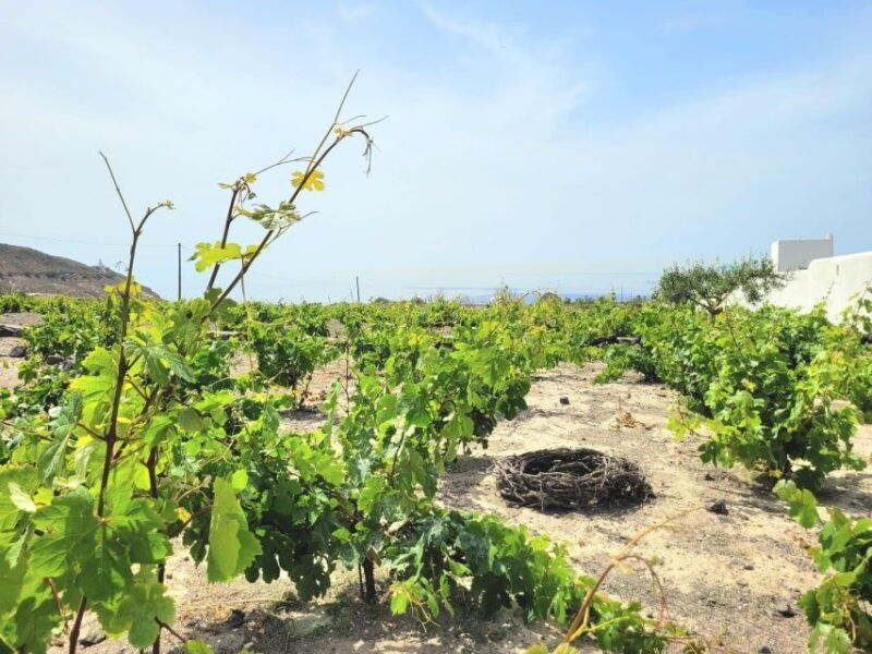 santorini-private-tour-3hours-wine-n-local-product-tasting