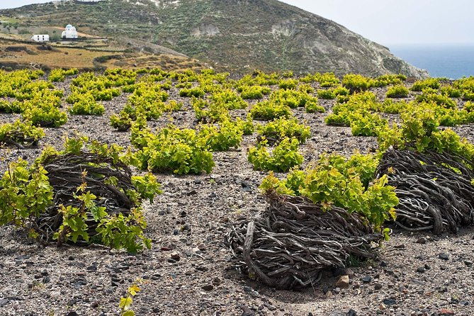 santorini-private-wine-tour-2