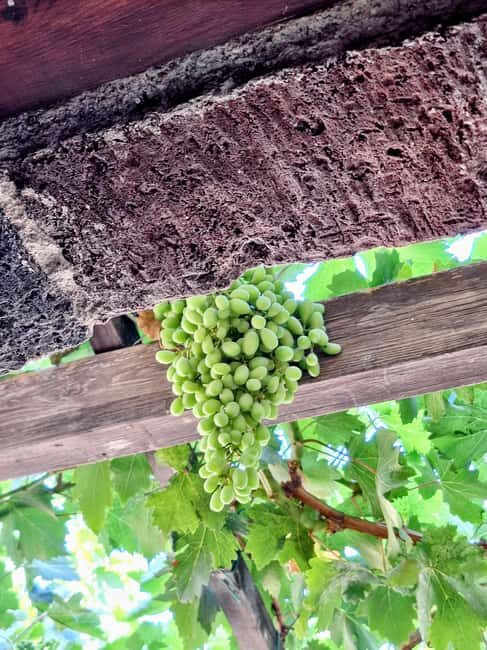 Santorini Private Wine Tour with Local Expert & Sunset - Exploring the Details of the Santorini Private Wine Tour