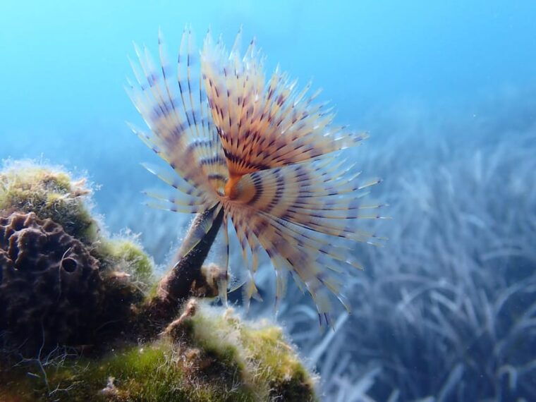 santorini-scuba-diving