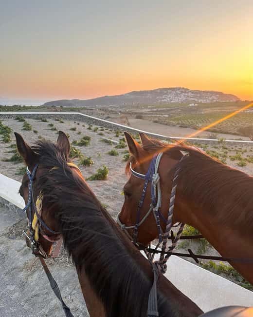 Santorini: Sunset Horse Riding Tour with Professional Photos - What Makes This Tour Stand Out?