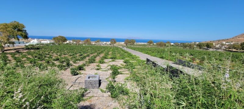 santorini-three-wineries-and-one-brewery-tour-with-tastings