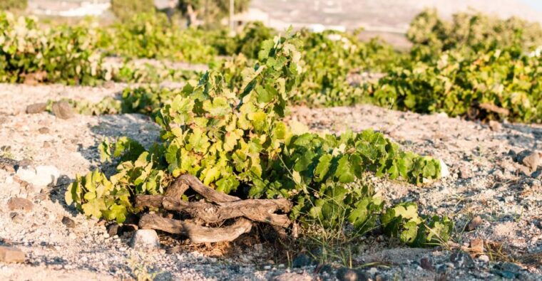 santorini-three-wineries-and-one-brewery-tour-with-tastings
