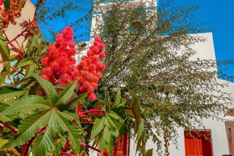 santorini-traditional-sightseeing-bus-tour-with-oia-sunset